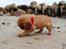 Cavalier king charles spaniel Electra ( Loevhoejs Hippy Hippy Shake)