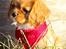 Cavalier king charles spaniel Electra ( Loevhoejs Hippy Hippy Shake)