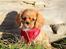 Cavalier king charles spaniel Electra ( Loevhoejs Hippy Hippy Shake)