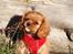 Cavalier king charles spaniel Electra ( Loevhoejs Hippy Hippy Shake)