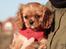 Cavalier king charles spaniel Electra ( Loevhoejs Hippy Hippy Shake)
