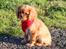 Cavalier king charles spaniel Electra ( Loevhoejs Hippy Hippy Shake)