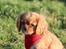 Cavalier king charles spaniel Electra ( Loevhoejs Hippy Hippy Shake)
