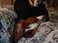 Welsh springer spaniel Flicka †
