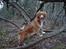 Nova scotia duck tolling retriever Redborn first Contact (Dixie) [Himmelhund] - 2 år