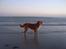 Nova scotia duck tolling retriever Redborn first Contact (Dixie) [Himmelhund] - 2 år