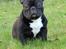 Fransk bulldog Marley - 10 mdr - lækker og fræk