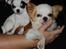 Chihuahua Miszja - 9 uger <3
- Med halvsøster Koko!