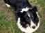 Shetland sheepdog Jubii