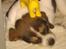 Blanding af racer Jago - Vi sover tungt ... 