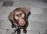 Labrador retriever bALDER - 9 uger. :-)