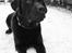 Labrador retriever bALDER