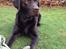 Labrador retriever bALDER