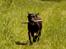 Labrador retriever Maggie - My favorite girl<3