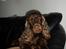 Cocker spaniel Bella Without words