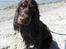 Cocker spaniel Bella Without words - Har lige været på stranden og bade..1.1/2 år gammel.