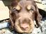 Cocker spaniel Bella Without words - Lille og ny