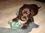 Cocker spaniel Bella Without words - Lille og ny