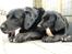 Labrador retriever Simba