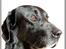 Labrador retriever Simba