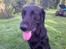 Labrador retriever Simba