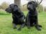 Labrador retriever Cano