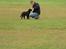 Labrador retriever Cano