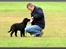 Labrador retriever Cano