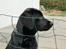 Labrador retriever Cano