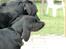 Labrador retriever Cano