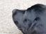 Labrador retriever Cano