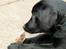 Labrador retriever Cano