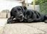 Labrador retriever Cano