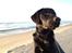 Labrador retriever Cano