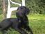 Labrador retriever Cano