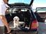 Labrador retriever Cano