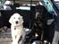 Labrador retriever Cano