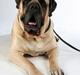 Mastiff Manfred *R.I.P*