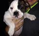 Olde english bulldogge Big Bullys' Bonnie