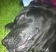 Labrador retriever King