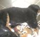Berner sennenhund Mummo