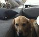 Labrador retriever Zeus