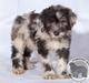 Cane Da Pastore Bergamasco Kaldenavn "Cane"