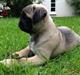 Mops ruth