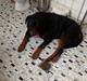 Rottweiler Futte