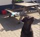 Labrador retriever Nusser