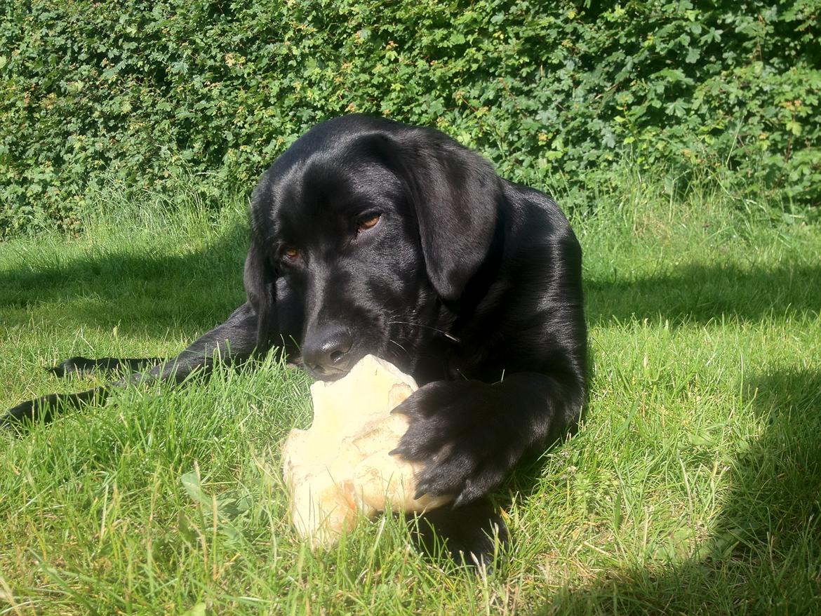 Labrador retriever Cano - Cano nyder sommeren år 2012 . Cano er her 6 mdr. billede 1