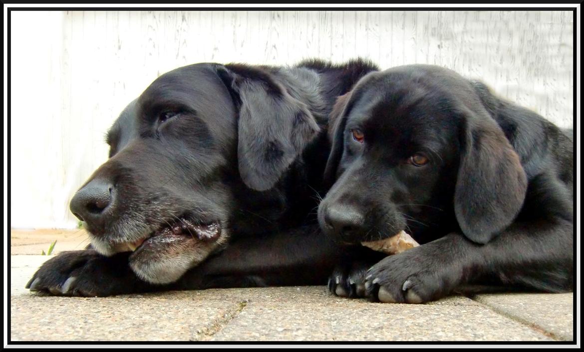 Labrador retriever Cano - Cano ( til højre ) sammen med vores ældste hund, Simba på 9 år billede 6