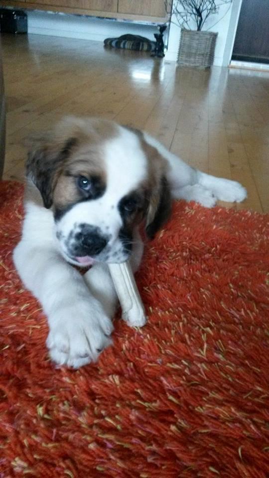 Blanding af racer Kenzo billede 7