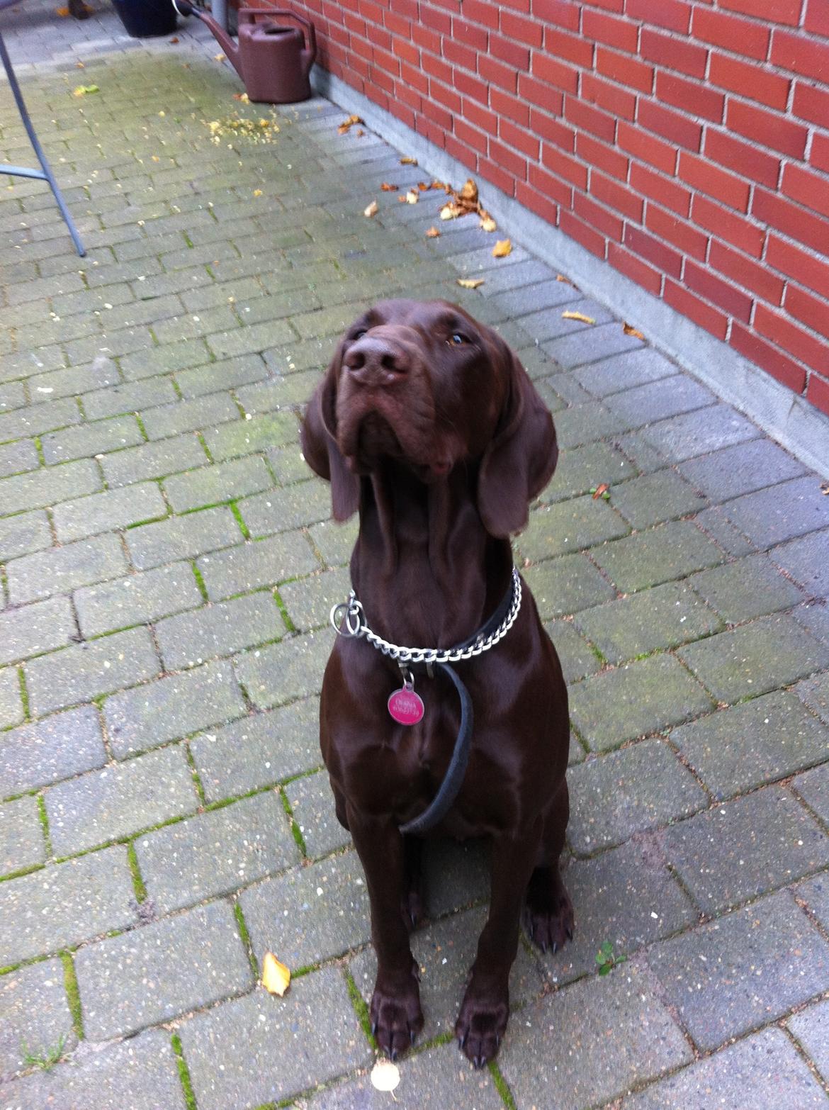 Korthåret hønsehund *Diana* billede 2